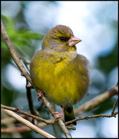 Green Finch