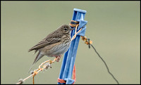 Tree Pipit