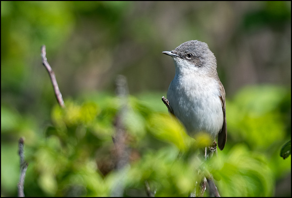 Lesser Whitethroat