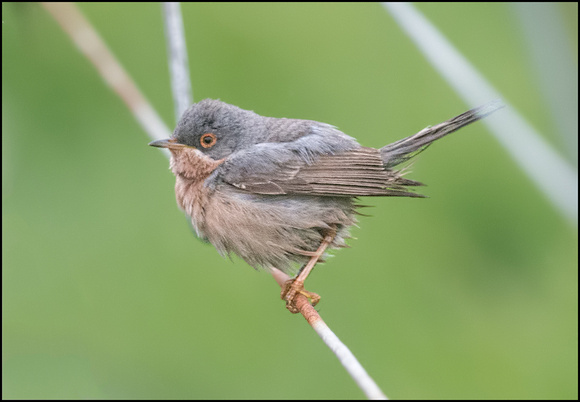 Moltoni's Warbler