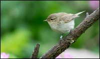 Chiff Chaff