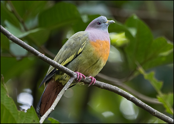 Pink Necked Green Pidgeon