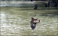 Grey Headed White Eagle