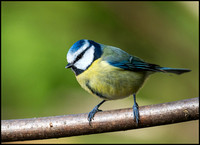 Blue Tit