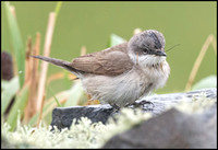 Lesser Whitethroat