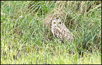 Short eared owl