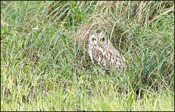 Short eared owl