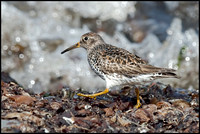 Purple Sandpiper