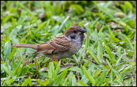 Tree Sparrow