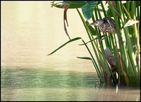 Yellow Bittern