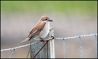 Red Backed Shrike