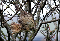 Long Eared Owl