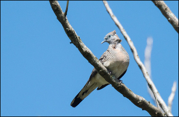 Zebra Dove