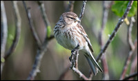 Twite
