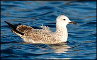 Caspian Gull