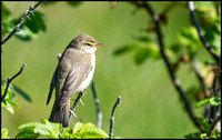 Willow Warbler