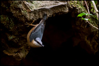 Nuthatch