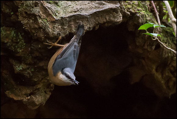 Nuthatch