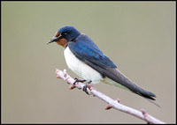 Swallow