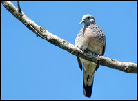 Zebra Dove