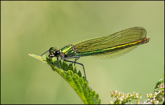 Emerald Damsel Fly