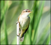 Sedge Warbler