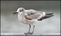 Laughing Gull