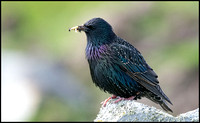 Shetland Starling