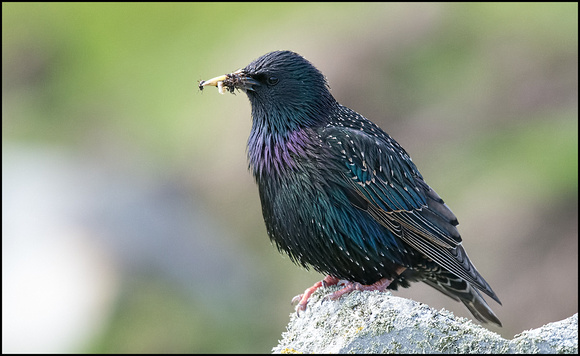 Shetland Starling