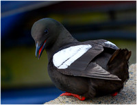 Black Guillemots