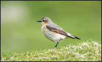 Wheatear