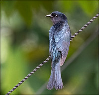 Drongo Cuckoo