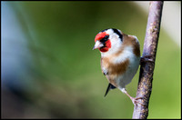 Goldfinch