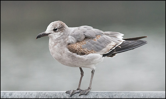 First Winter Laughing Gull