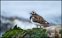 Turnstone