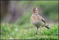 Skylark