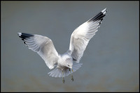 Common Gull