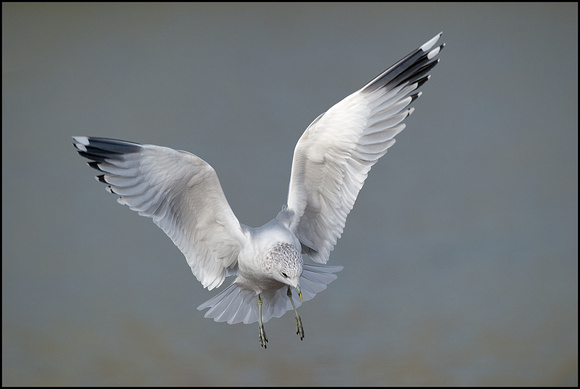 Common Gull