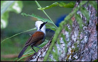 White Crested laughing Thrush