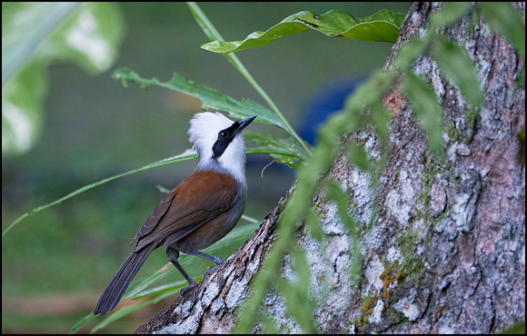 White Crested laughing Thrush