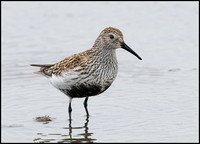 Dunlin