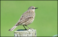 Rock Pipit