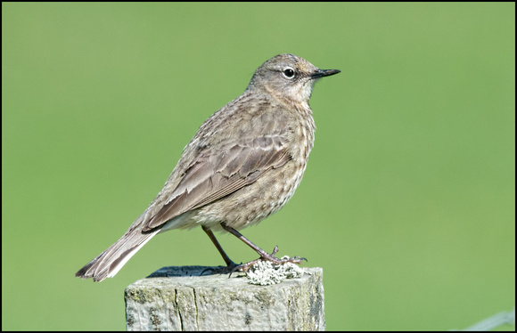 Rock Pipit