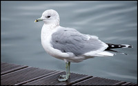 Common Gull