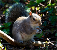 Grey Squirrel