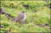 Bluethroat (Female)