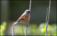 Linnet