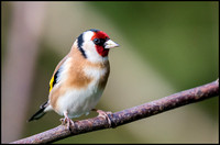 Local Birds (all birds that visit our garden)