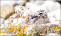 Herring Gull Chick