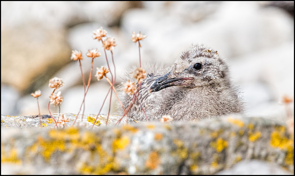 Herring Gull Chick